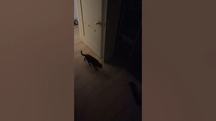 Watch the video about When you're trying to sleep but you have a Burmese Cat