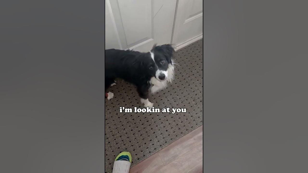 I'm Alive, I'm Dead, I'm Watching TV - Mini Aussie Edition (Tiktok - Im Alive Im Dead Im Watching Tv Original