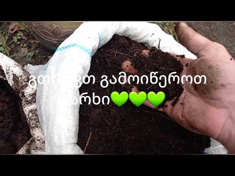 ვამზადებთ ნიადაგს ტორფით და ბიოჰუმუსით