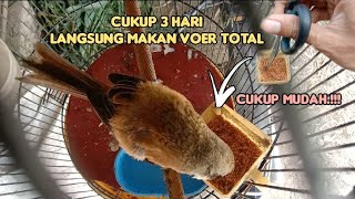 cara cepat agar pentet mau makan Voer