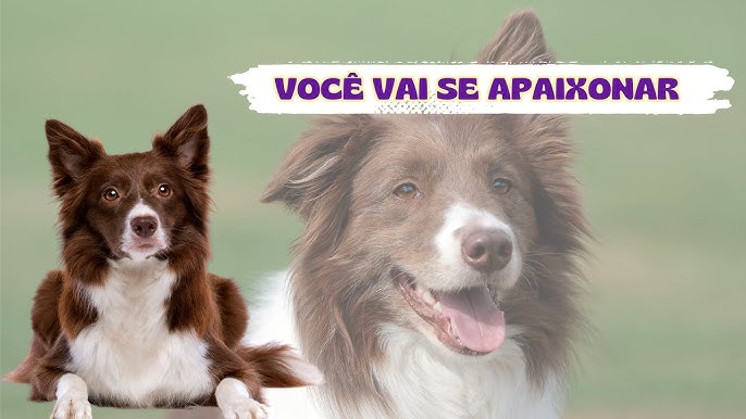 Border collie mais caro do mundo é vendido por R$ 107 mil - Época Negócios