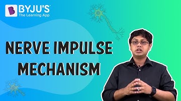 Conduction of nerve impulse - Mechanism