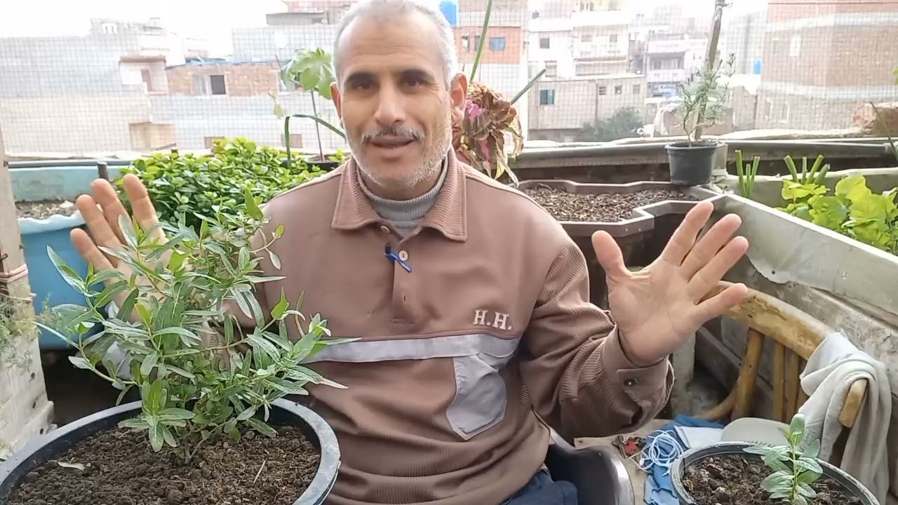 تعليم زراعة النعناع السعودي ومعلومات مهمه جدا والزراعة بالطريقة الصحيحه