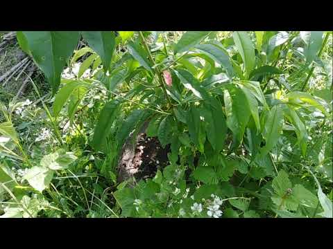 Персик в средней полосе России в открытом грунте