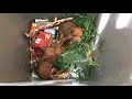 Their Owners Threw Them In The Trash, Small Dogs Don't Deserve To Be Treated Like That || Pet Rescue