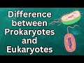 prokaryotes and eukaryotes/prokaryotes and eukaryotes differences/prokaryotes and eukaryotes cell