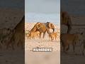 Capture de la vidéo Lone Elephant Wrecks A Lion Ambush#Elephantvslions #Elephant #Lions