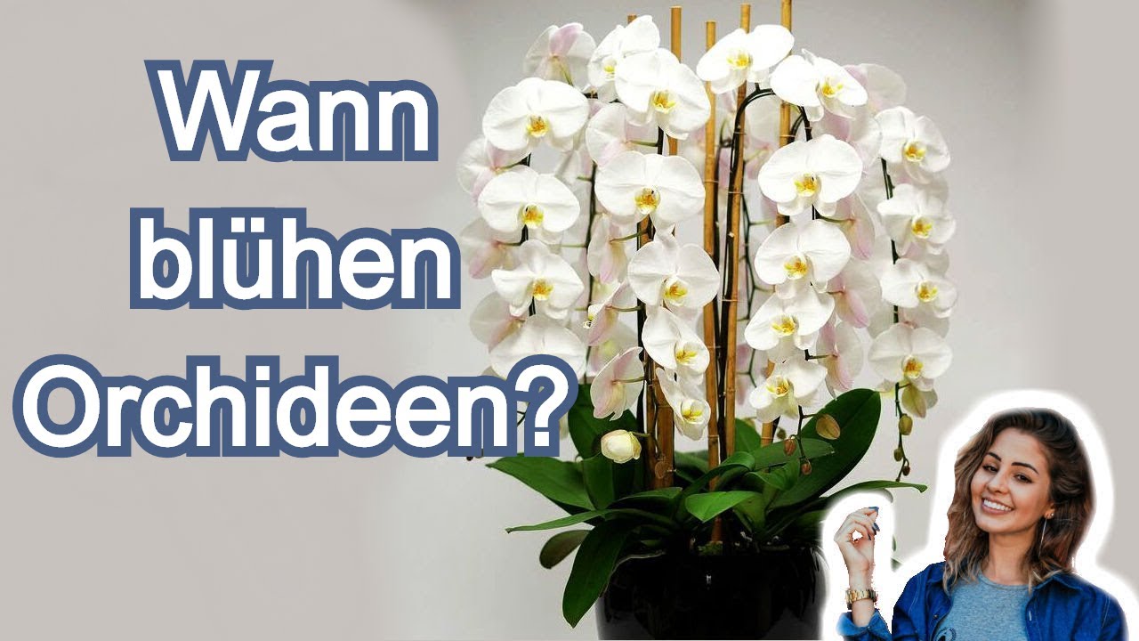 Ihre Orchidee wird das ganze Jahr über blühen. 7 einfache aber ...
