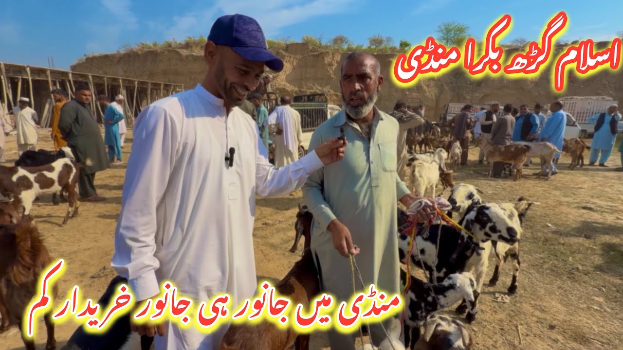 Islamgarh Bakra Mandi Full Visit | Beautiful Goats but Few Buyers | Des Pardes Vlog 