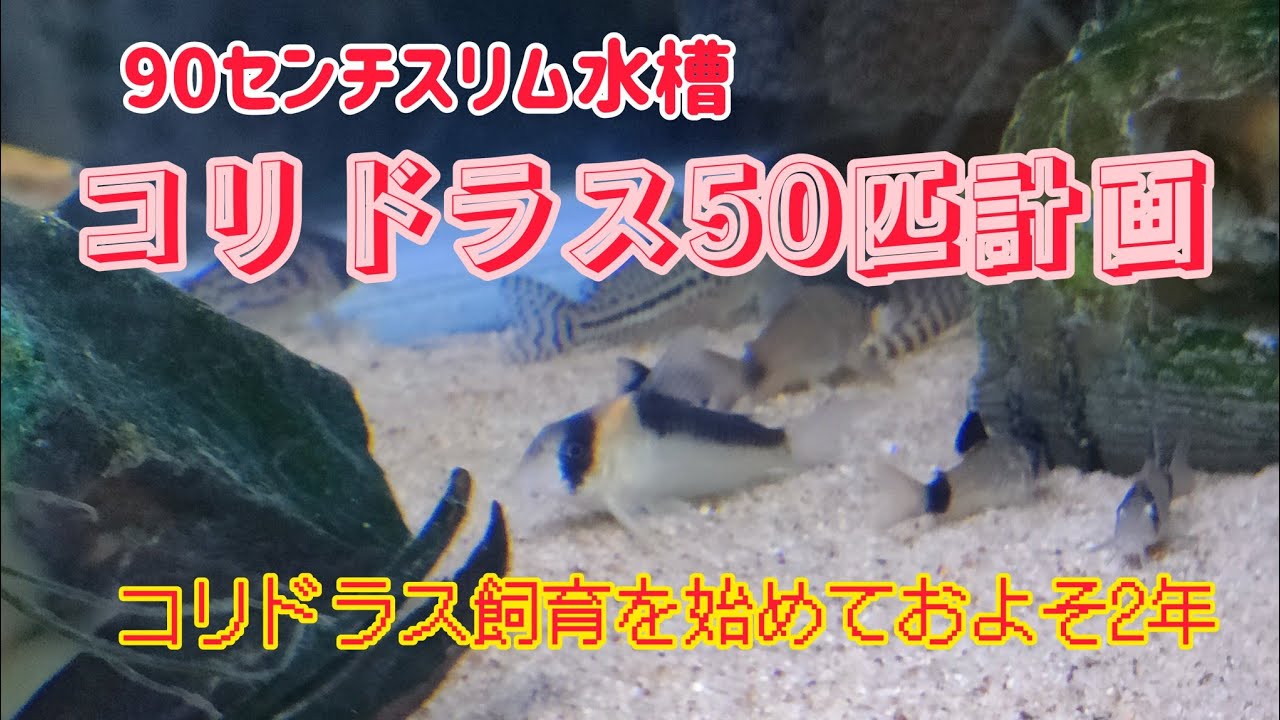 90センチスリム水槽、コリドラス50匹計画 - YouTube