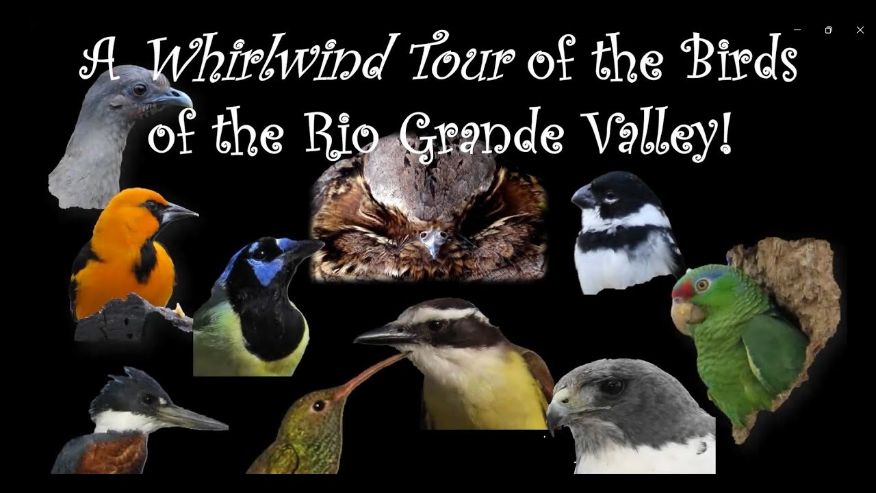 Whirlwind Tour of Lower Rio Grande Valley Birds - YouTube