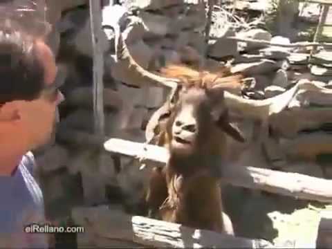 Angry Goat