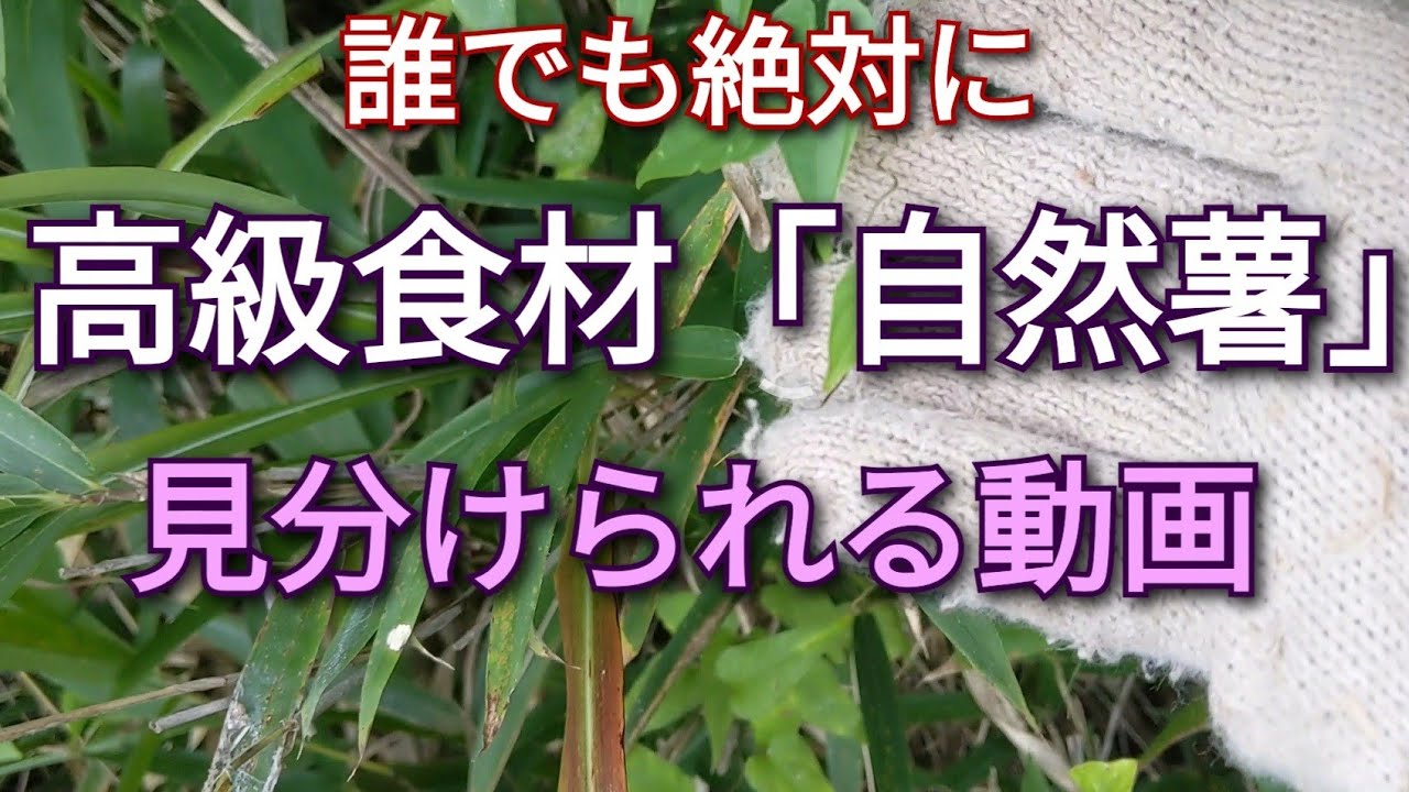 天然の自然薯の探し方 見分け方 山地酪農珠の牧 令和開拓記 Youtube