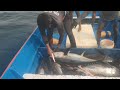 Fast Tuna Fishing Skill Monster Yellowfin Tuna Part 2 !! BACK to BACK Catching Ever!!!