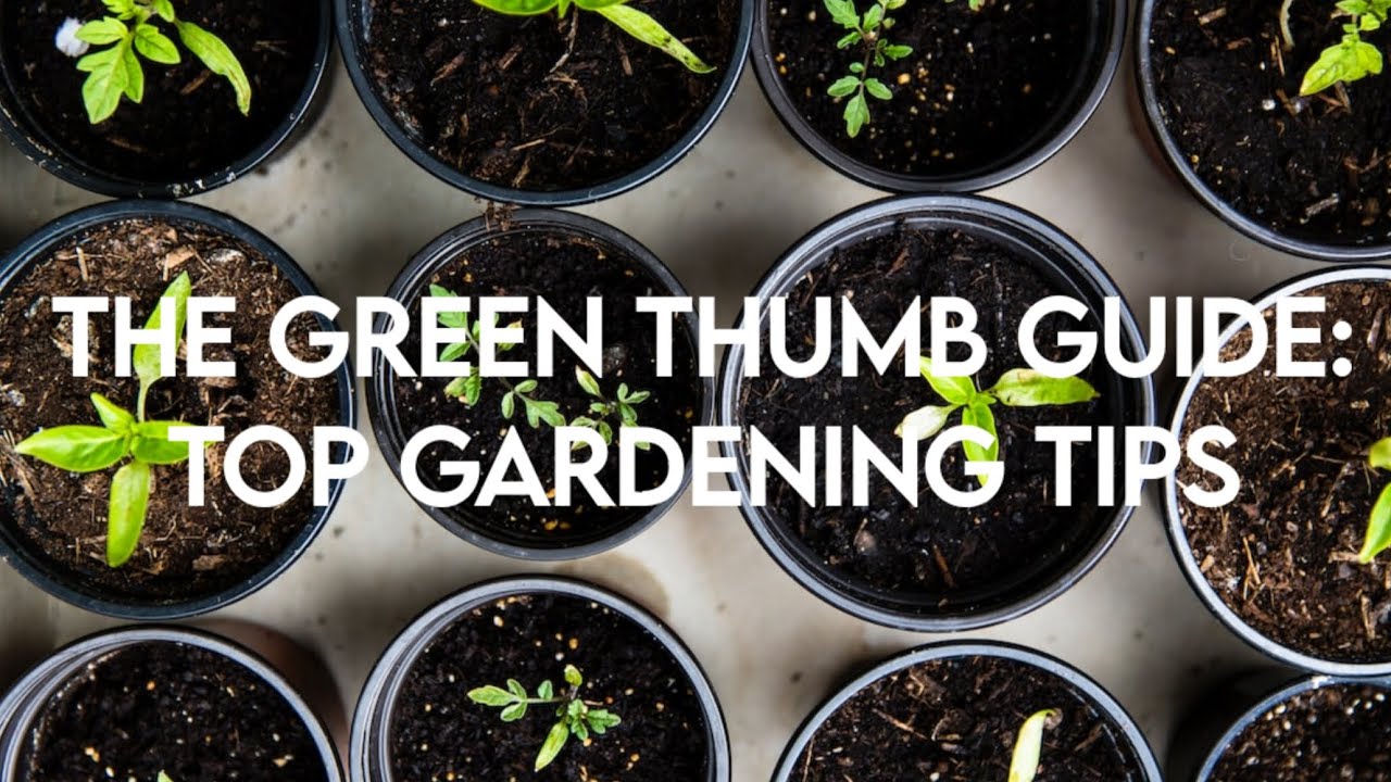 The green thumb guide: Top gardening tips 
