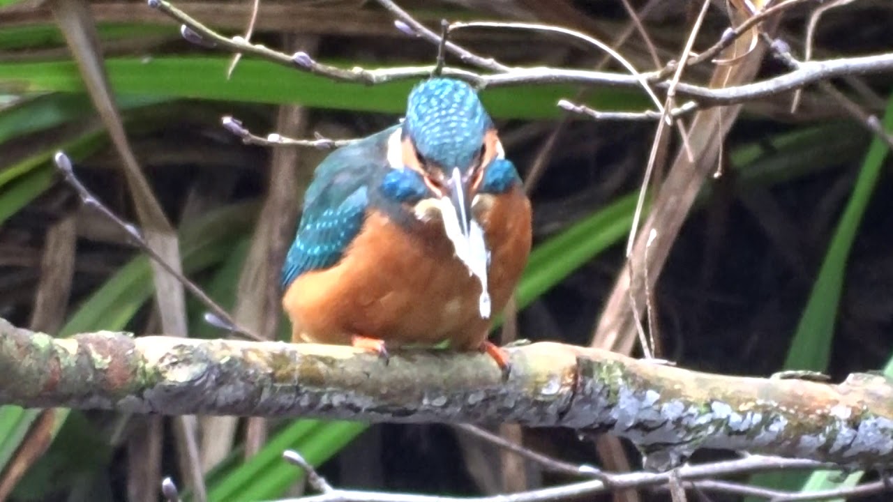 terry mulrooney,s nature,s window - YouTube