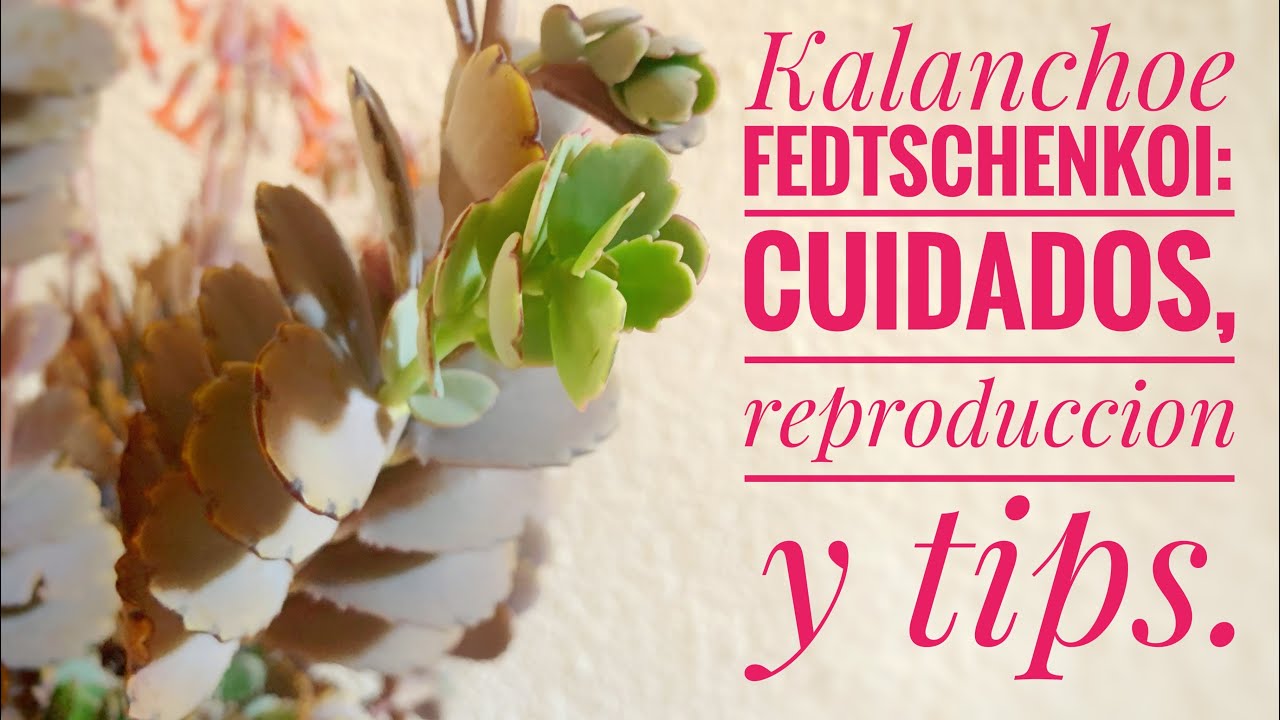 Kalanchoe fedtschenkoi : Cuidados, reproducción y tips