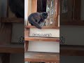 陶芸工房で働く猫の分刻みの一日ルーティン。#猫のいる暮らし #陶芸 #猫