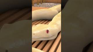 Japanese girl #3d #animation #animations #trend #trendingshorts #trending #hard #snake #girl #free