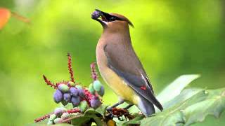 Bird Songs sound effects, Nature Sounds Relaxing Nature: Forest Bird Sounds, sound effect