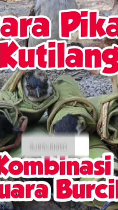 yang sering ke hutan/kebun bisa dicoba Suara Kutilang Ribut Kombinasi Burcil auto Lengket #shorts