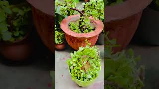 Plz subscribe #plantslover #wateringtips #rooftop #trendings #viral #zadeplant #nonfollowerseveryone