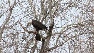 Bald Eagles at Turtle Bay~Spirit eats a Coot