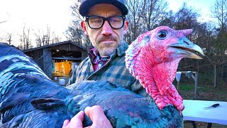 Family Raises Own Turkey for Thanksgiving