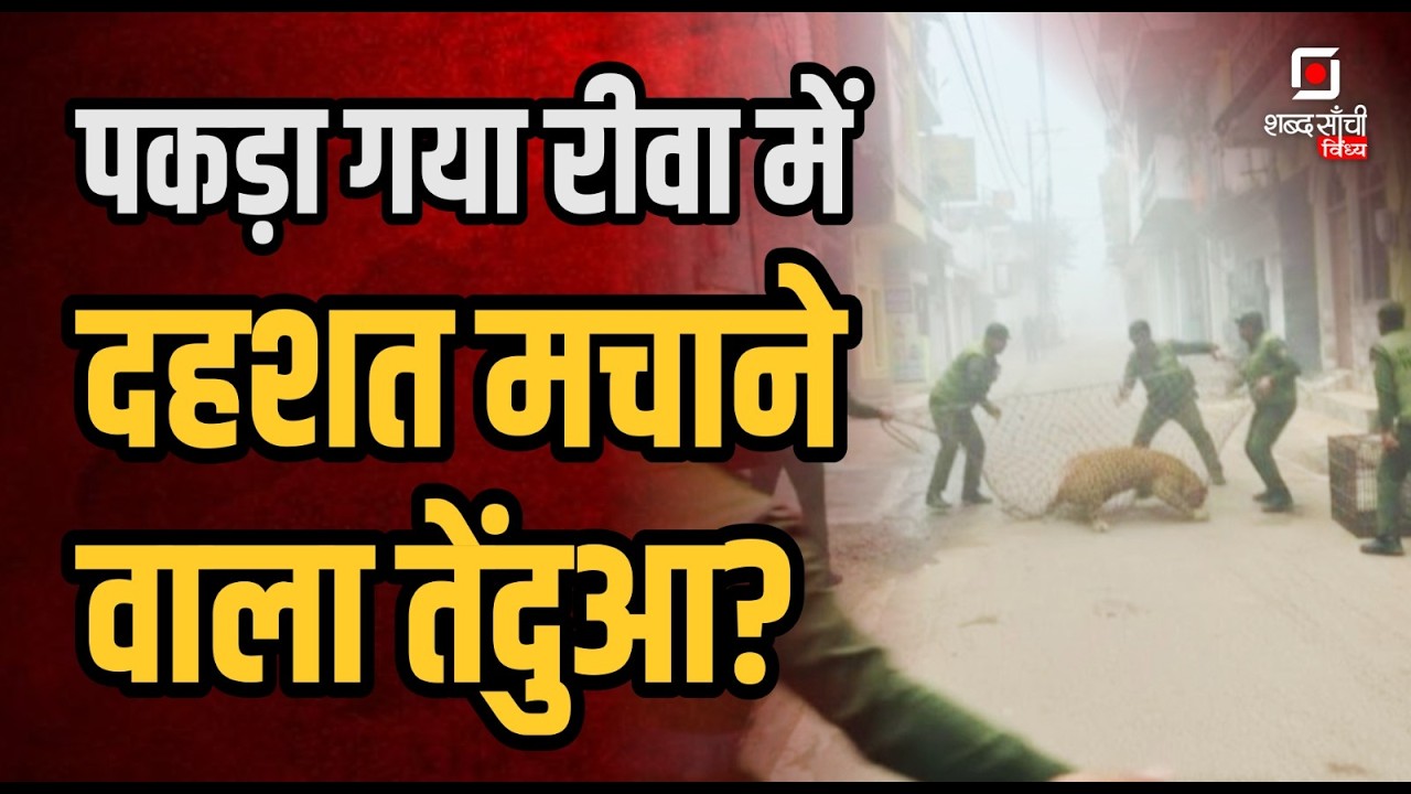 Rewa Leopard Viral Photos : शहर में तेंदुआ? | Rewa Leopard News | Rewa City News | Mukundpur Safari