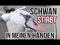 Schwan STIRBT in meinen Händen I TIERNOTRUF EXTREM