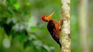 Orange Backed Woodpecker #burung #birds #bird