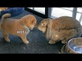 Shiba Inu Puppies Finally Meet Bun Bun! Highly Anticipated Video ❤️