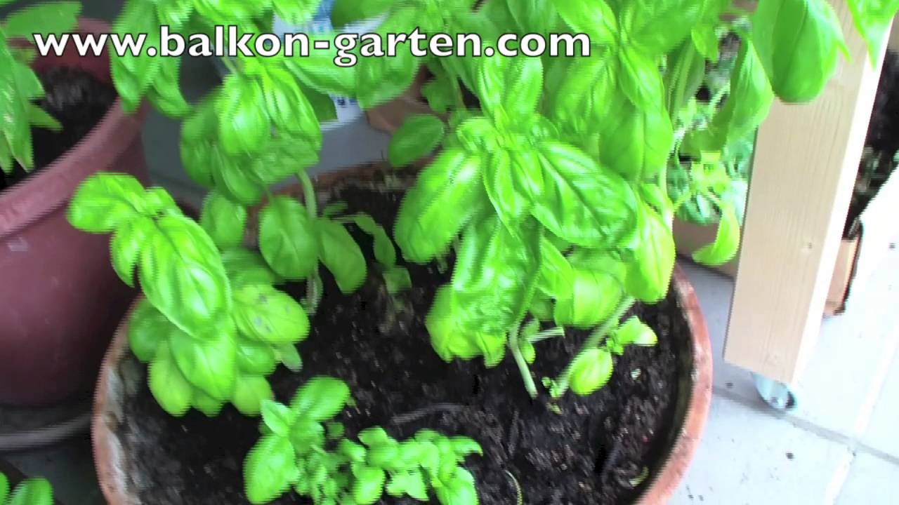 Basilikum dngen und pflegen Meine Balkon Garten Tipps