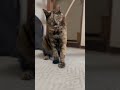 【保護猫】この子の隠された魅力#shorts