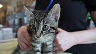 Did You Know One Cat Can Give Birth to Over 180 Kittens | TNR Helps Limit Cat Overpopulation