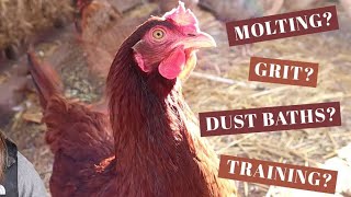 10 MORE Things To Know About Backyard Chickens | BEFORE You Buy Chicks | Beginner Egg Laying Hens
