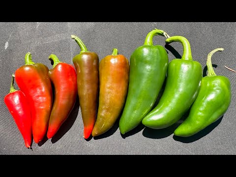 Videó: A jalapenó enyhébb lesz főzve?