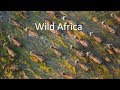 Travel documentary best drone of african wildlife