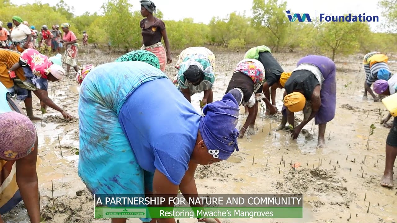 Together For Nature: I&M Foundation, Furaha & Baraka Farms, KFS & Community Restore Mwache Mangroves
