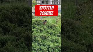 Playing Hide and Seek in the Bushes 🐦 #ilovebirds