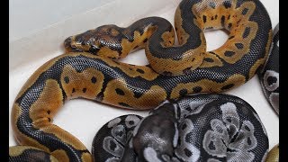 Cutting Axanthic/Clown Clutch #2.