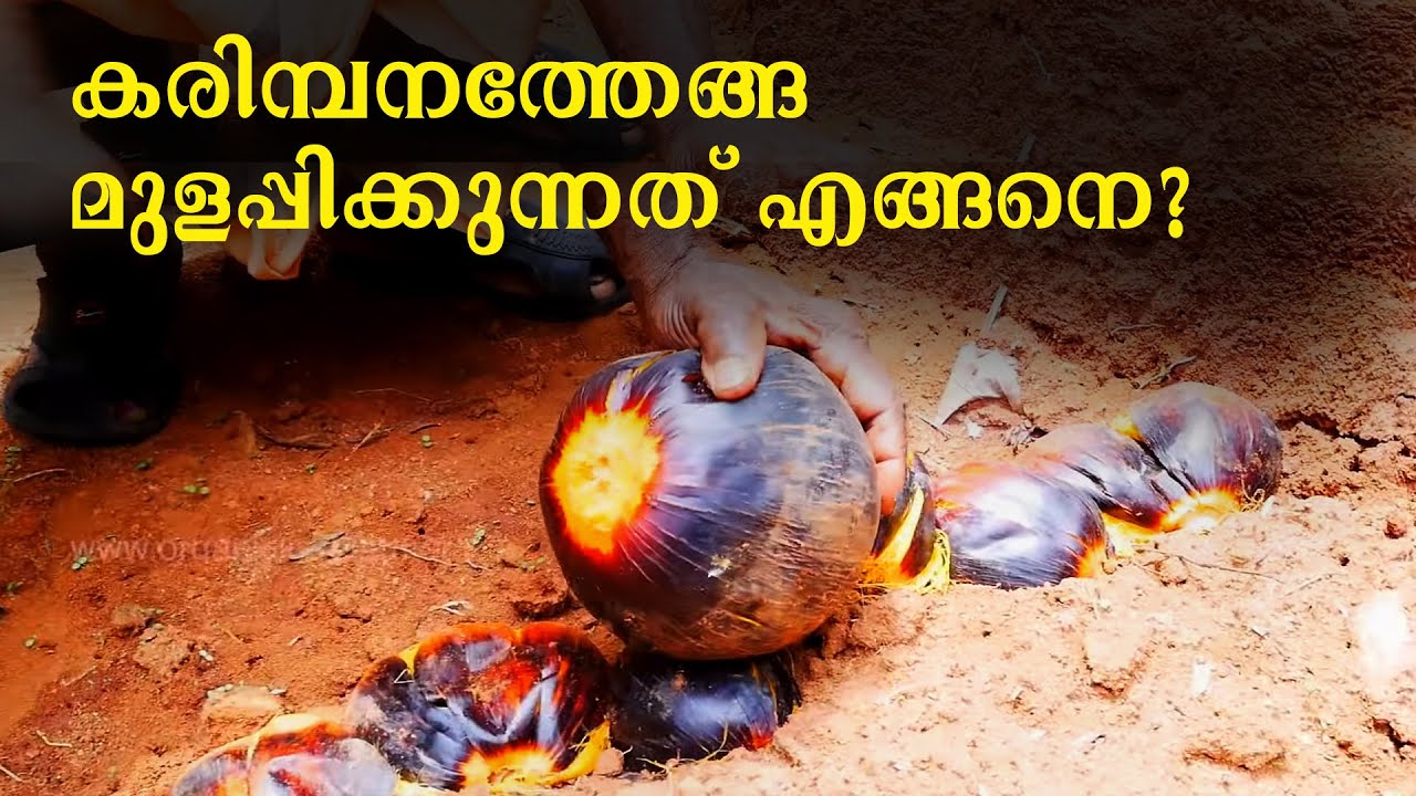 നാടൻ ഭക്ഷ്യവിഭവമായ കരിമ്പനക്കൂമ്പ്‌ കൃഷി |  പനം കിഴങ്ങ് | Tender Palm Shoots | Palm Shoot Farming
