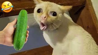 New Funny Animals 2024 🤣 Funniest Dogs and Cats 😻🐶 Part 1