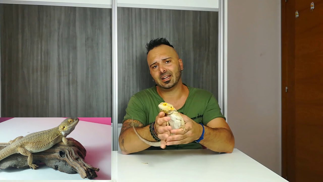 PREPARANDO POGONA para CRÍAR POR PRIMERA VEZ!! (CAPITULO 1)