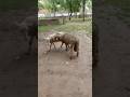 Merino Sheep In Kashmir Sheepmating Mating 