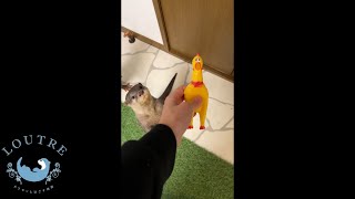 Otter Pushes Sister to Get Toy!    #Shorts