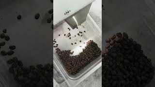 Q32 Coffee Bean Color Sorter | 100kg/h Optical Sorting Machine for Specialty Coffee Roasters
