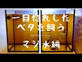 【＃7】ベタの活性向上！マジ水使って秒でブラックウォーターを作る！マジックウォーター使ってみた【ベタ】【ダンボ】【プラカット】[熱帯魚][アクアリウム][水槽][初心者][飼育方法][マジックリーフ]