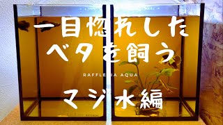 【＃7】ベタの活性向上！マジ水使って秒でブラックウォーターを作る！マジックウォーター使ってみた【ベタ】【ダンボ】【プラカット】[熱帯魚][アクアリウム][水槽][初心者][飼育方法][マジックリーフ]