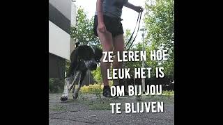 ONTSPANNEN WANDELEN DAG 6 Trekt je hond aan de lijn? #gamesbaseddogtraining screenshot 5